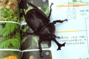 大阪でのペットタクシー利用ガイド：料金やサービス内容を徹底解説！