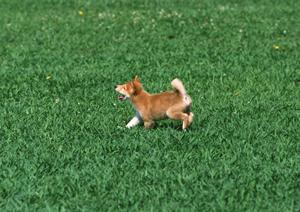 肉球クリームで定期的なケアがおすすめ