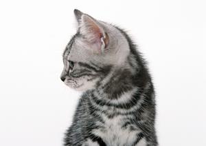 【札幌発寒】緑の森どうぶつ病院｜犬・猫専用の快適な環境と包括的な医療サービス