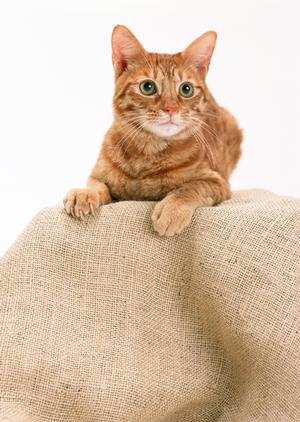 愛犬の健康を守る！療法食の選び方とおすすめ製品ガイド